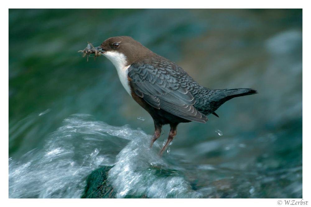 - Wasseramsel beim füttern -