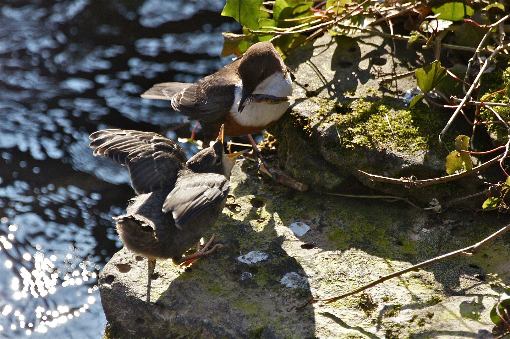 Wasseramsel beim füttern des Nachwuchses