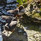 Wasseramsel beim füttern des Nachwuchses