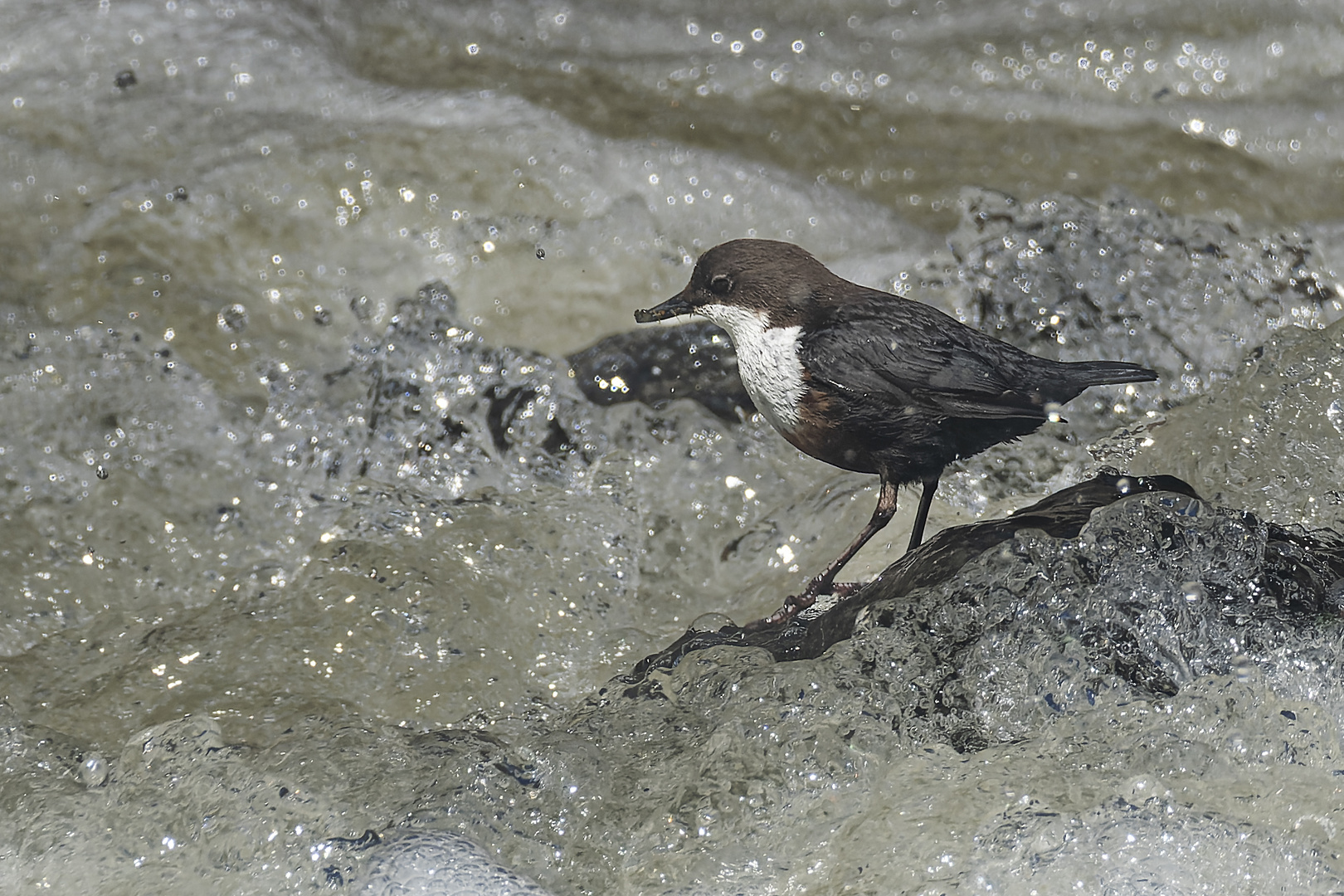 Wasseramsel beim füttern ihrer Jungen