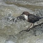 Wasseramsel beim füttern ihrer Jungen