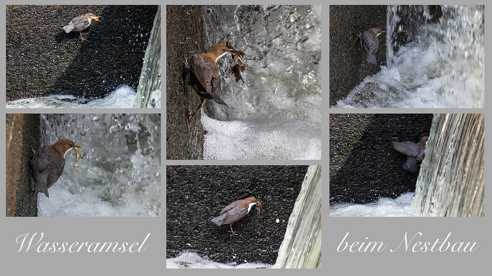 Wasseramsel beim Nestbau