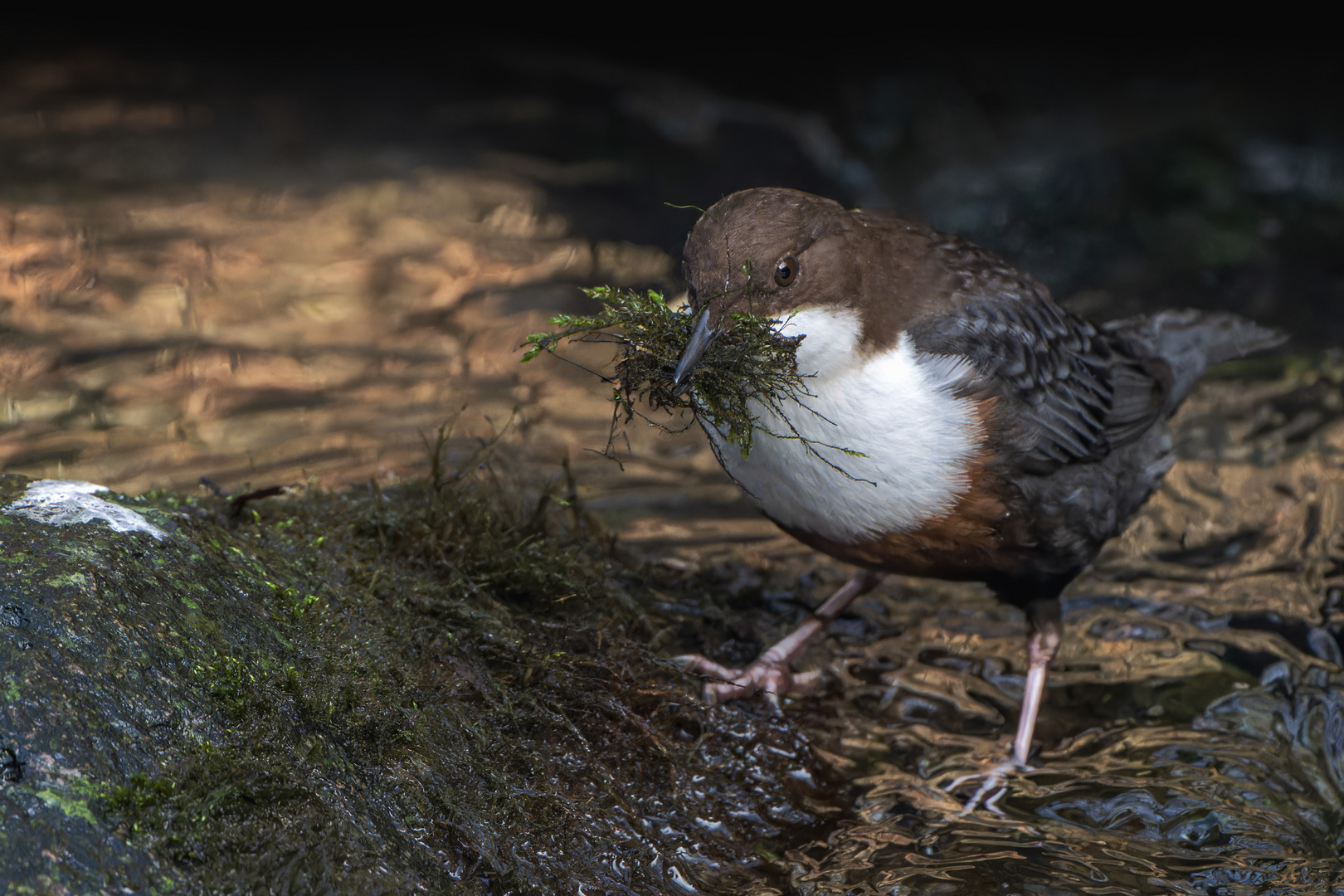  Wasseramsel  beim Nestbau   