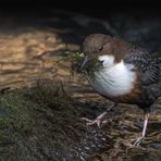  Wasseramsel  beim Nestbau   