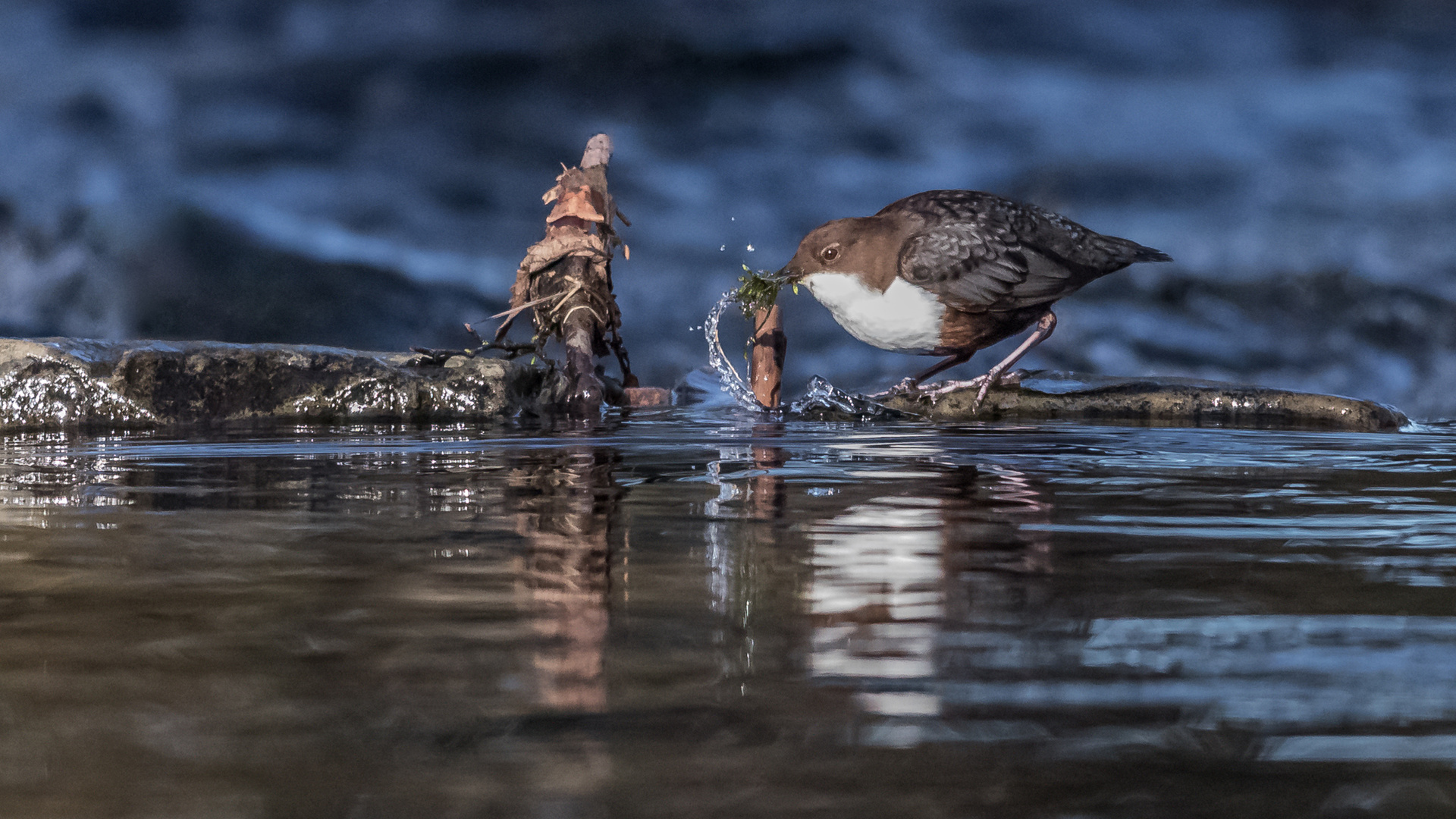 Wasseramsel beim Nestbau