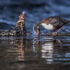 Wasseramsel beim Nestbau