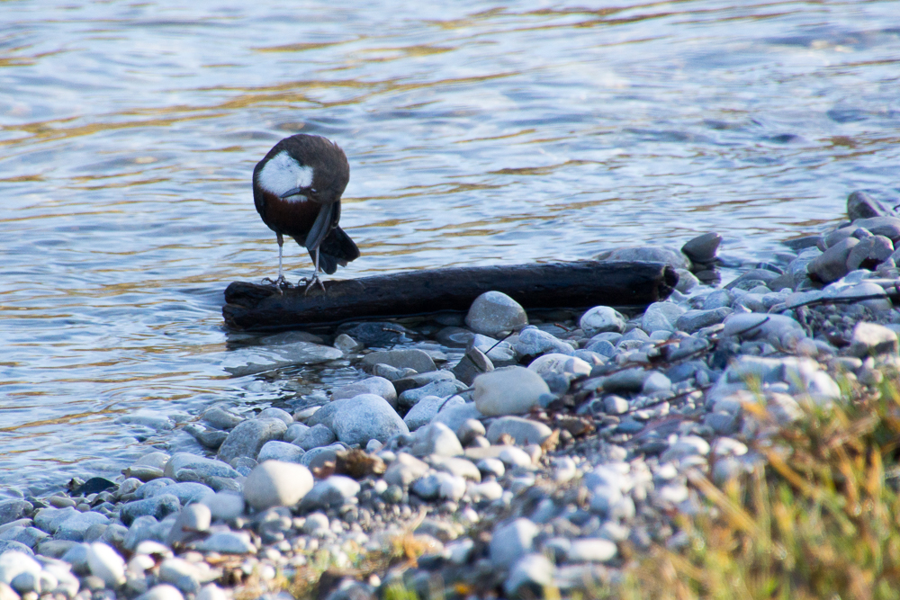 Wasseramsel beim Putzen