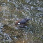 Wasseramsel beim Schnorcheln