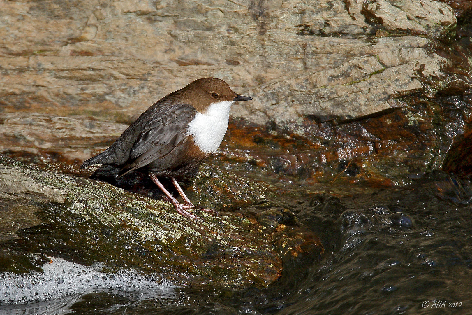 Wasseramsel beim Sonnenbad