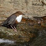 Wasseramsel beim Sonnenbad