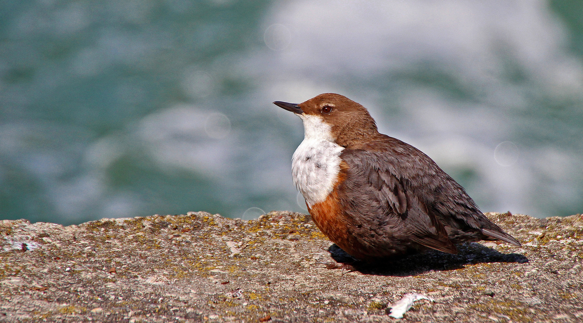 Wasseramsel beim Sonnenbad.