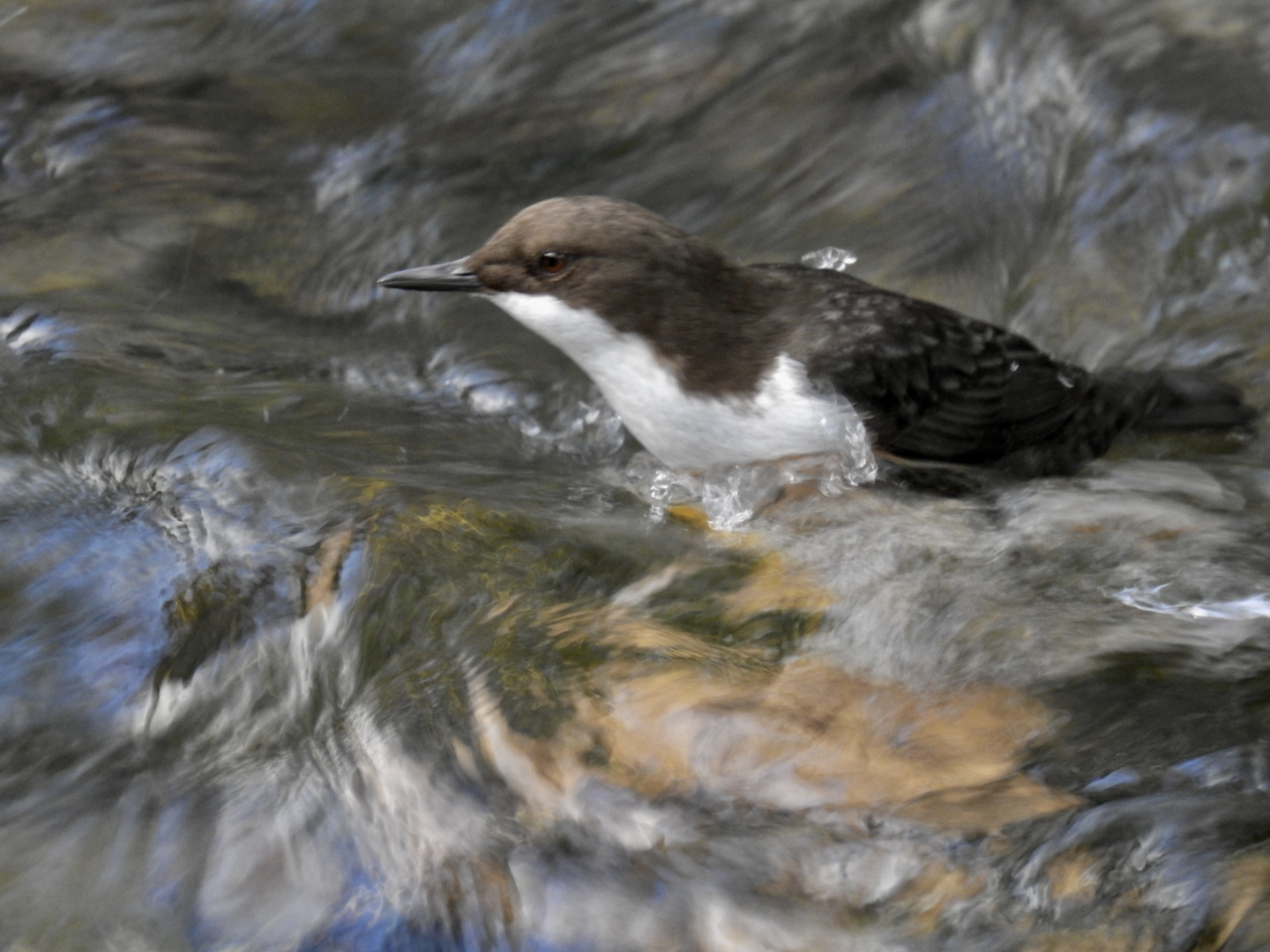 Wasseramsel beim Tauchen