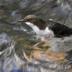 Wasseramsel beim Tauchen