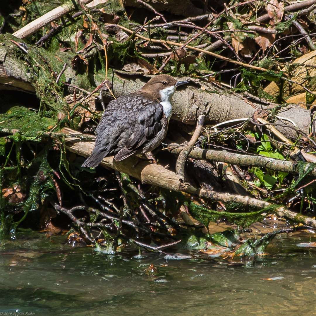 Wasseramsel beim Trocknen des Gefieders