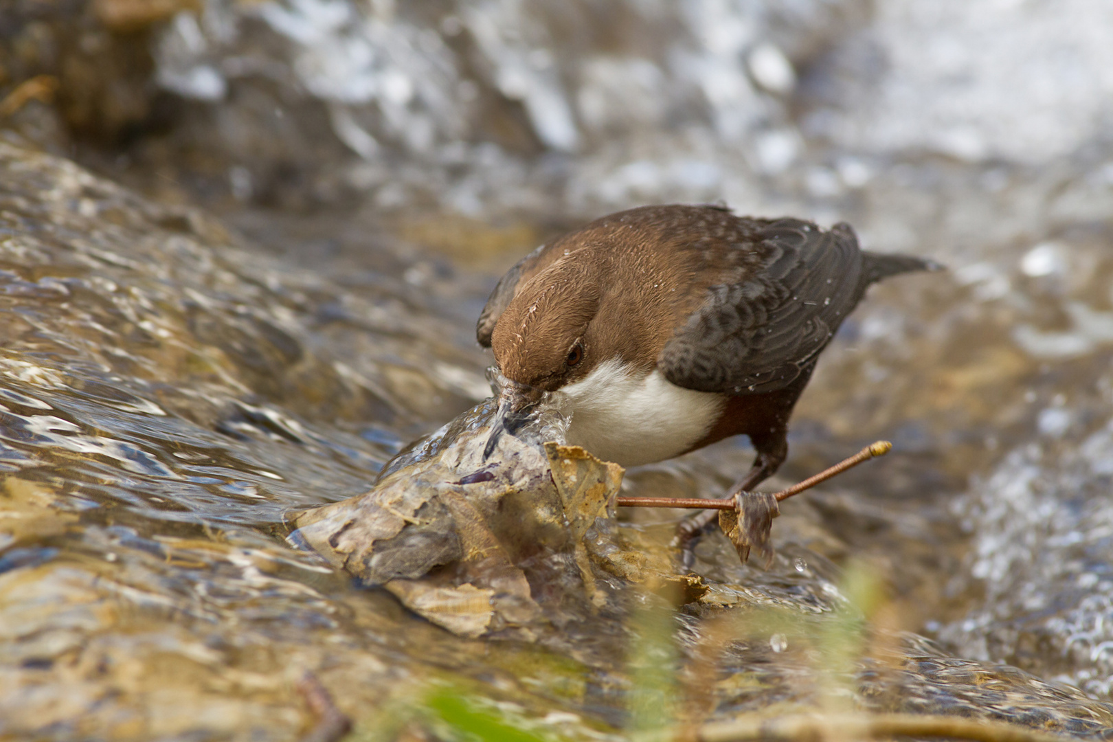 Wasseramsel beim 'Wäsche machen'