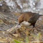 Wasseramsel beim 'Wäsche machen'