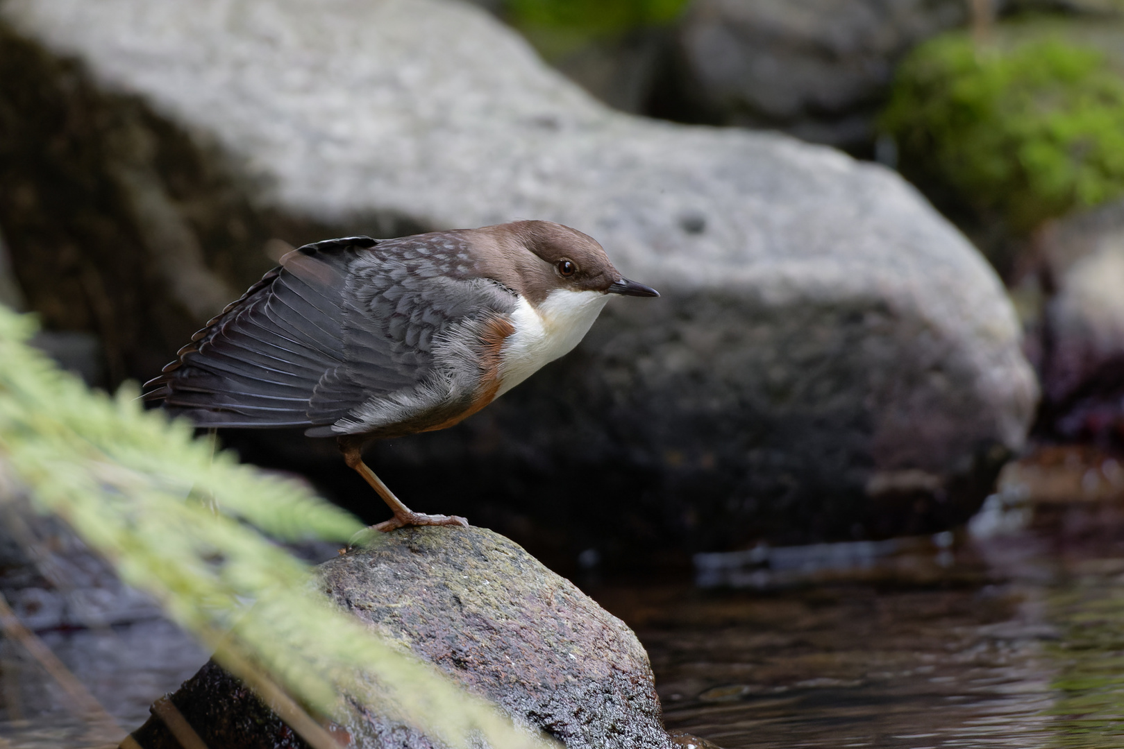 Wasseramsel