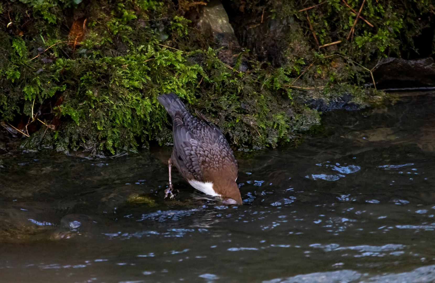 Wasseramsel 