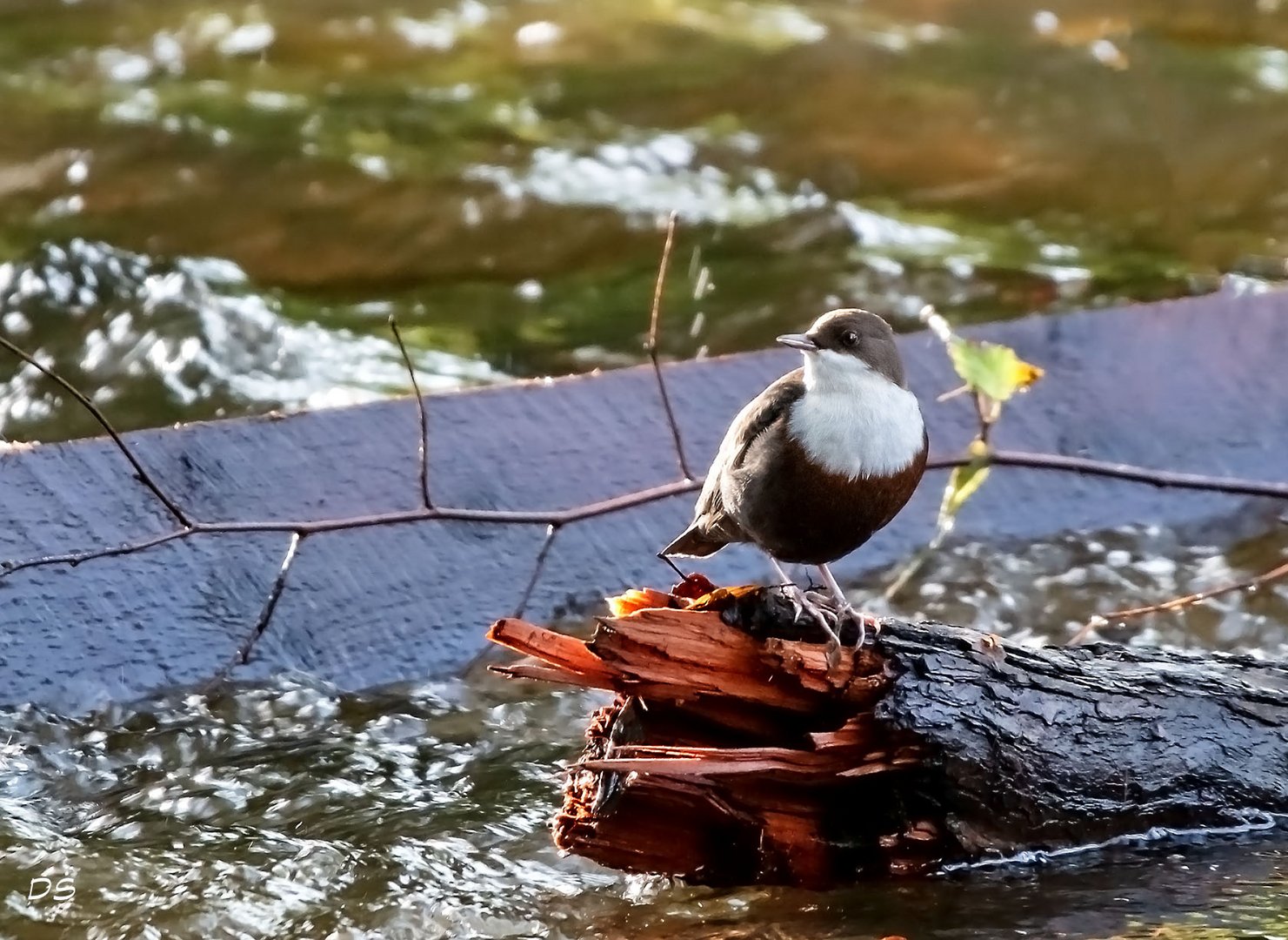 Wasseramsel