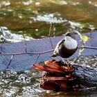 Wasseramsel