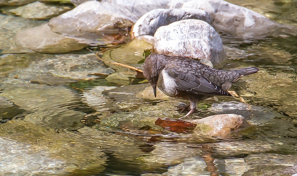 Wasseramsel - Bild 1