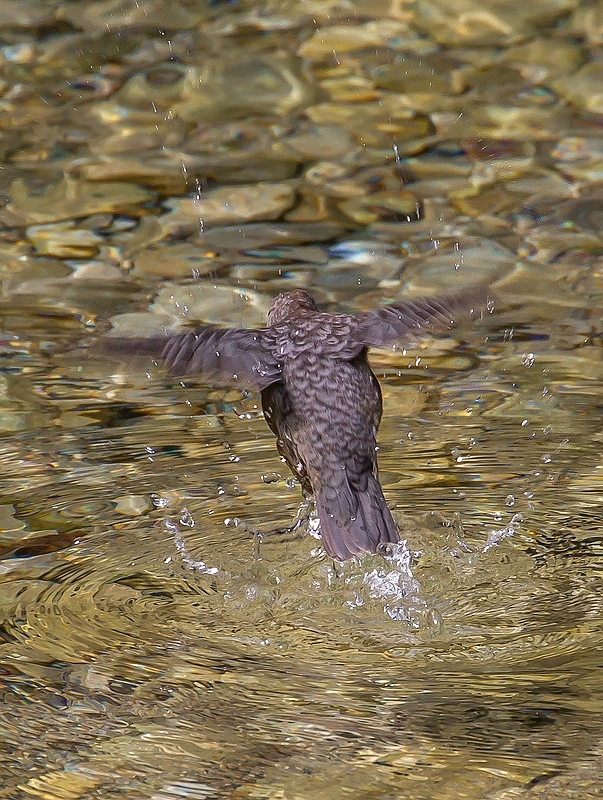 Wasseramsel - Bild 2