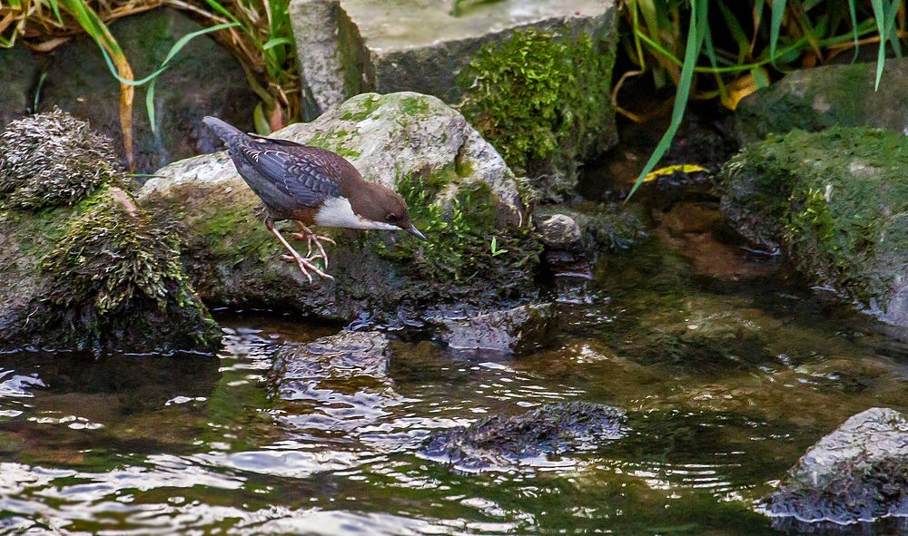 Wasseramsel - Bild 2