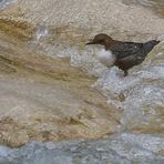 Wasseramsel (Bild 3) - ein lang erhofftes Motiv