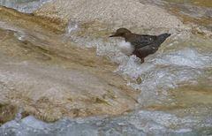 Wasseramsel (Bild 3) - ein lang erhofftes Motiv