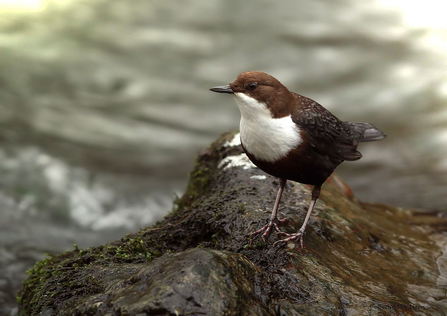 Wasseramsel by Harrysly