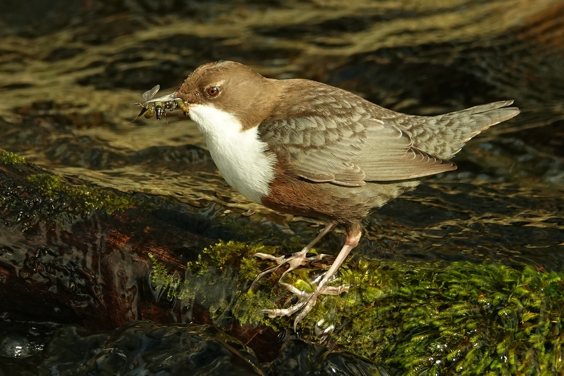 Wasseramsel