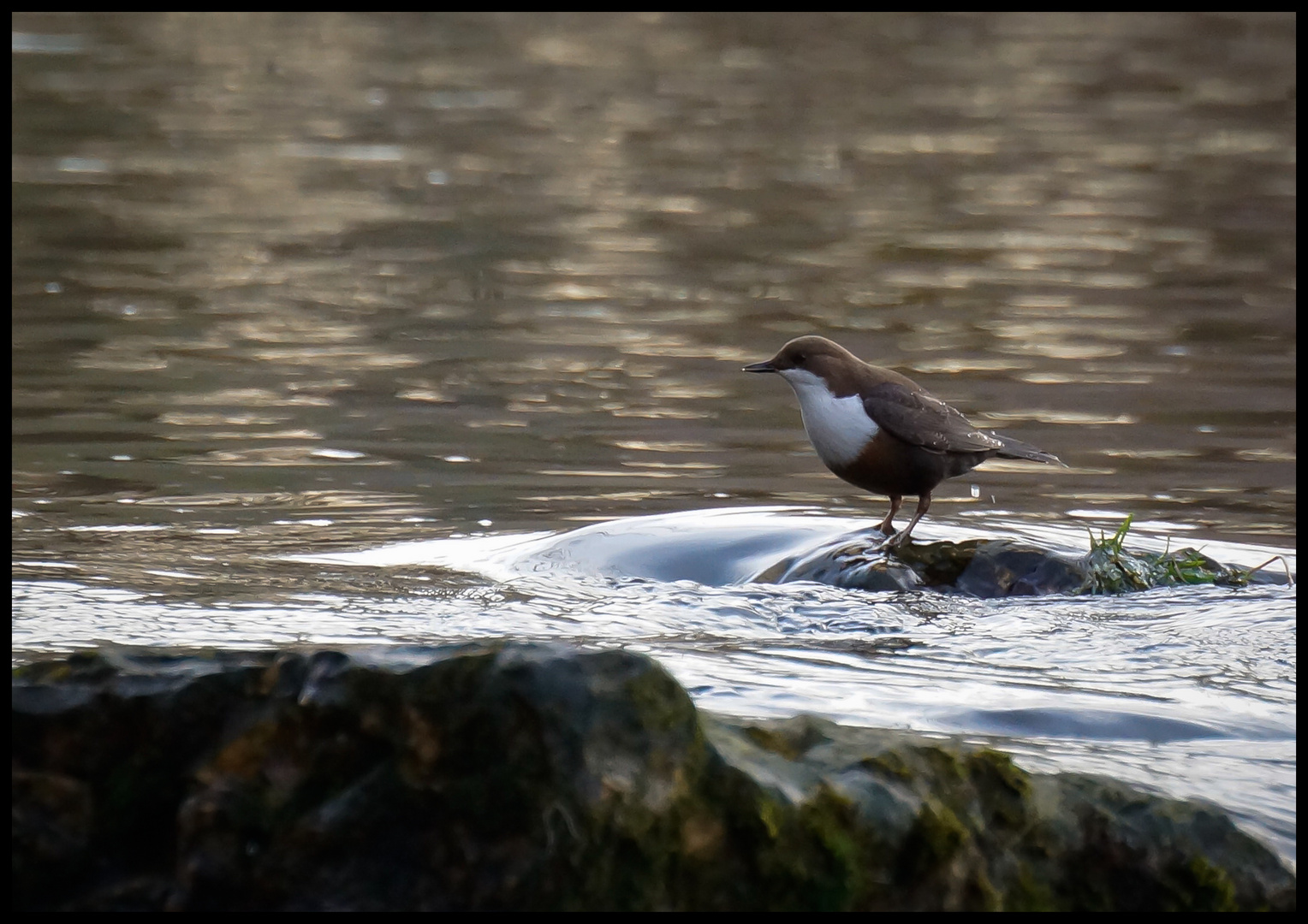 Wasseramsel