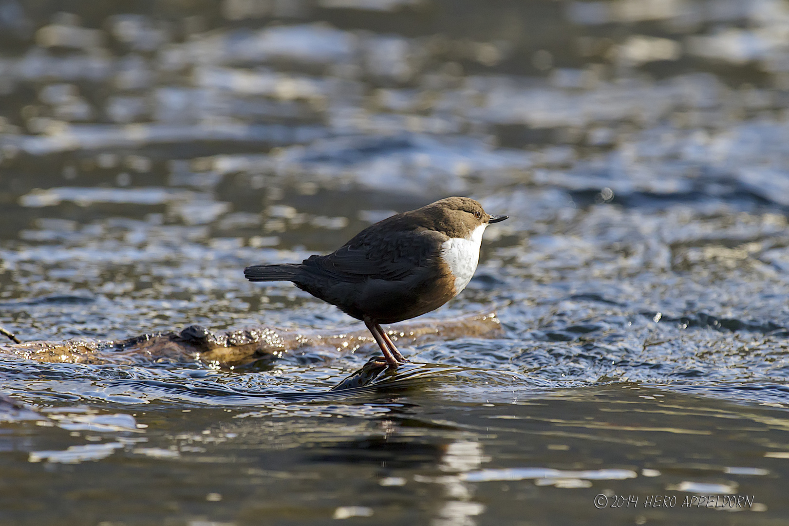 Wasseramsel . . .