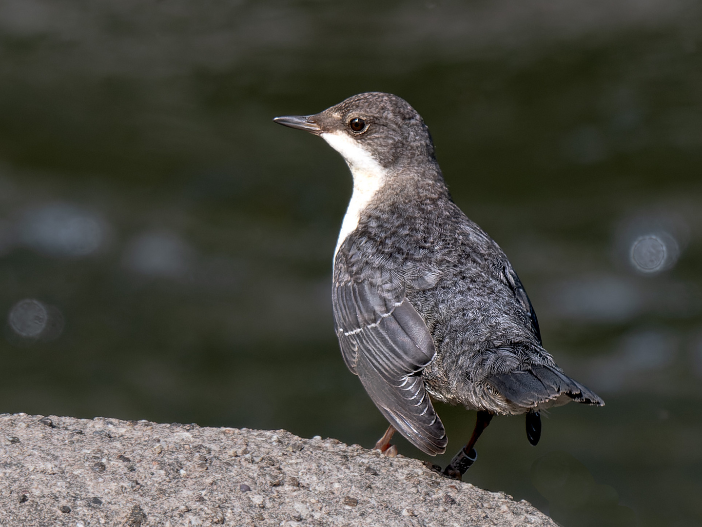 Wasseramsel