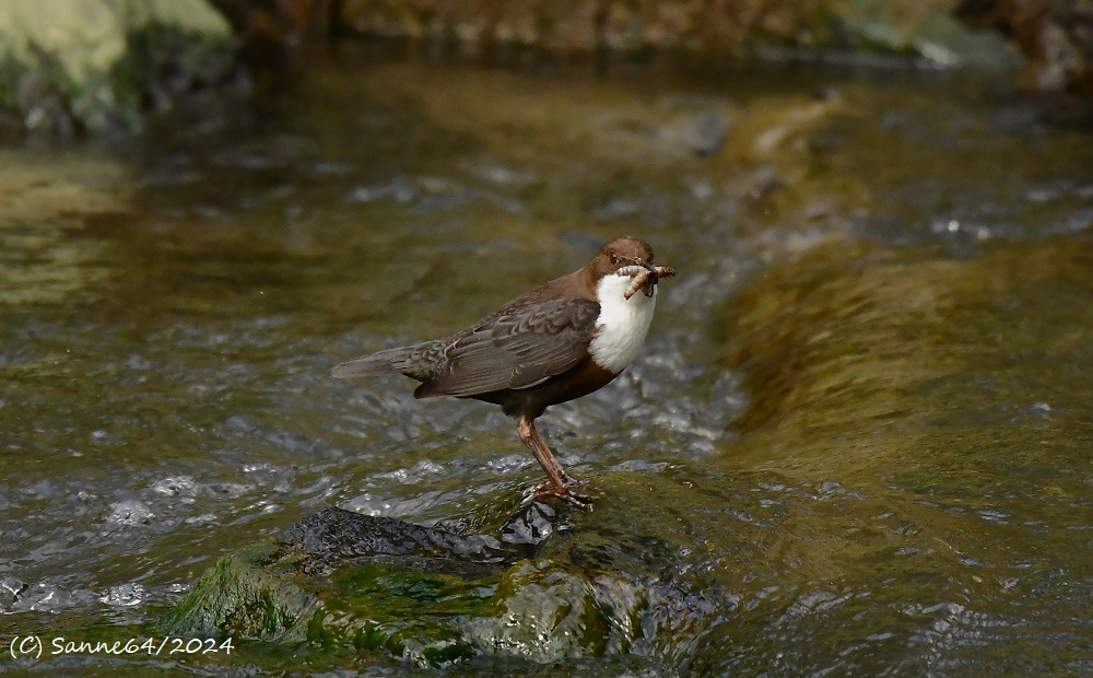 Wasseramsel