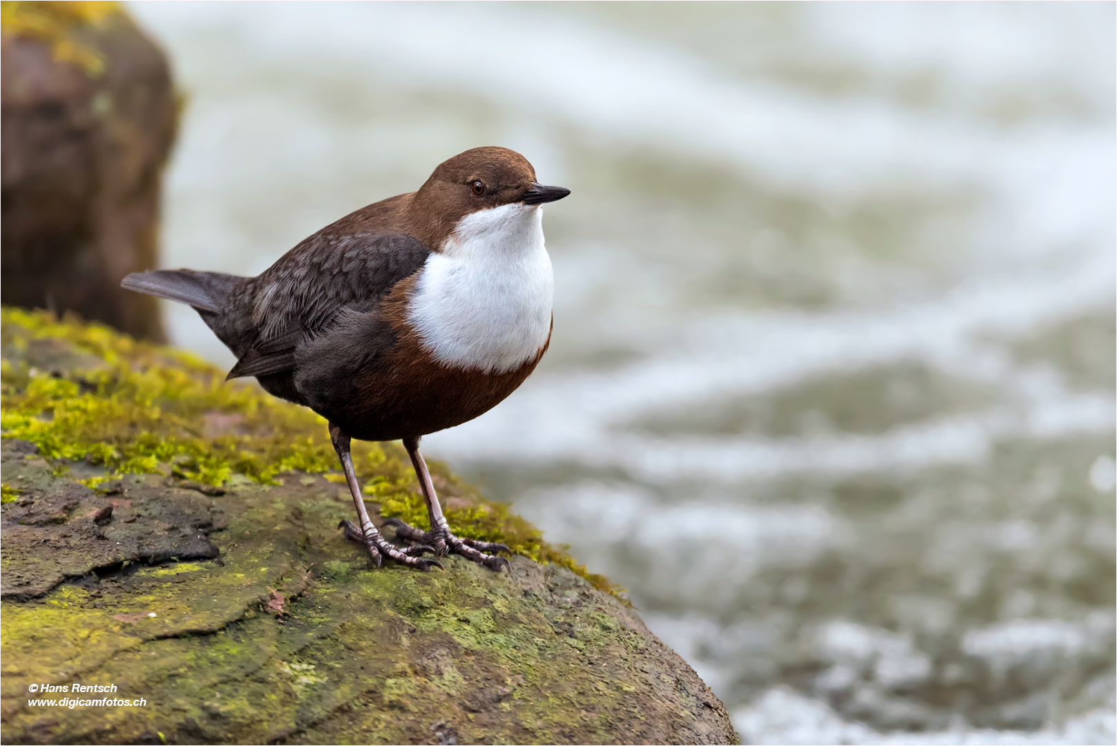 Wasseramsel