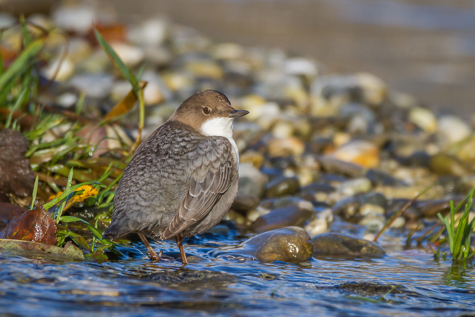 Wasseramsel