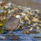 Wasseramsel