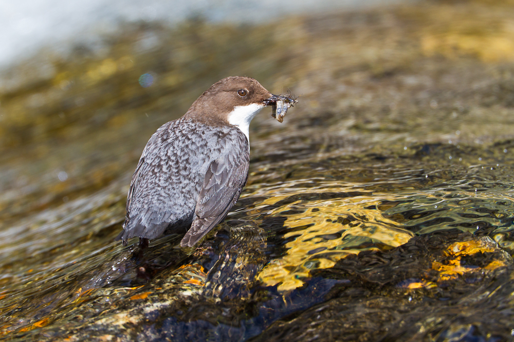 Wasseramsel