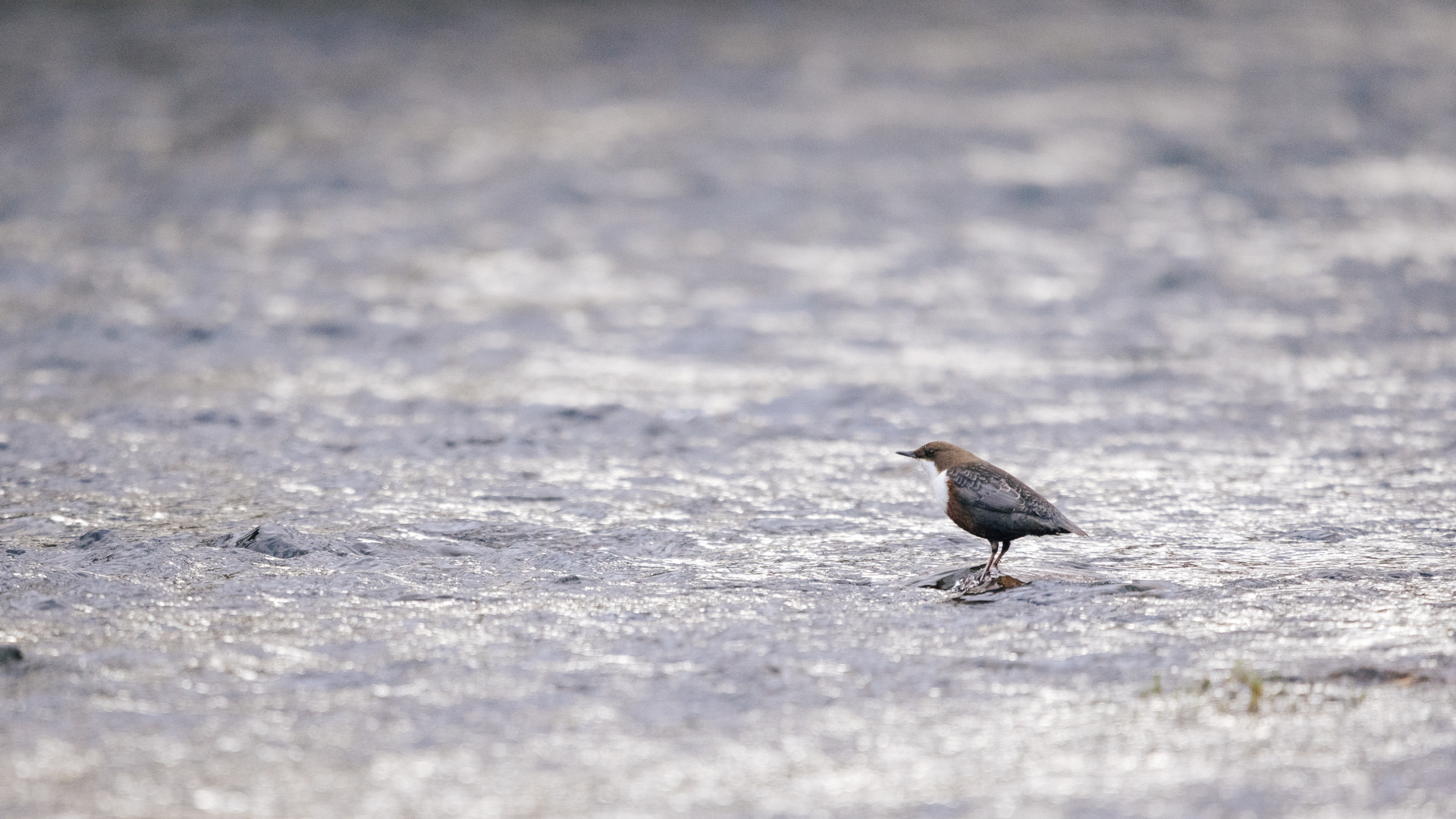 Wasseramsel 