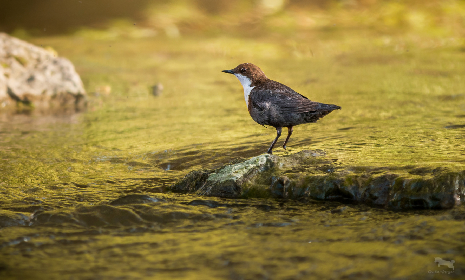 Wasseramsel