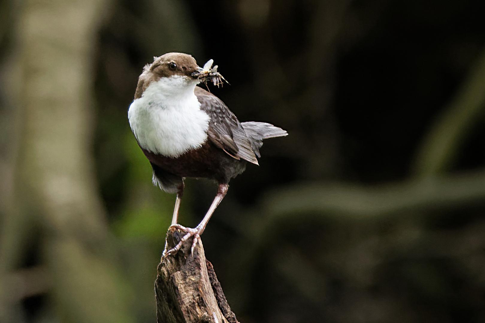 Wasseramsel