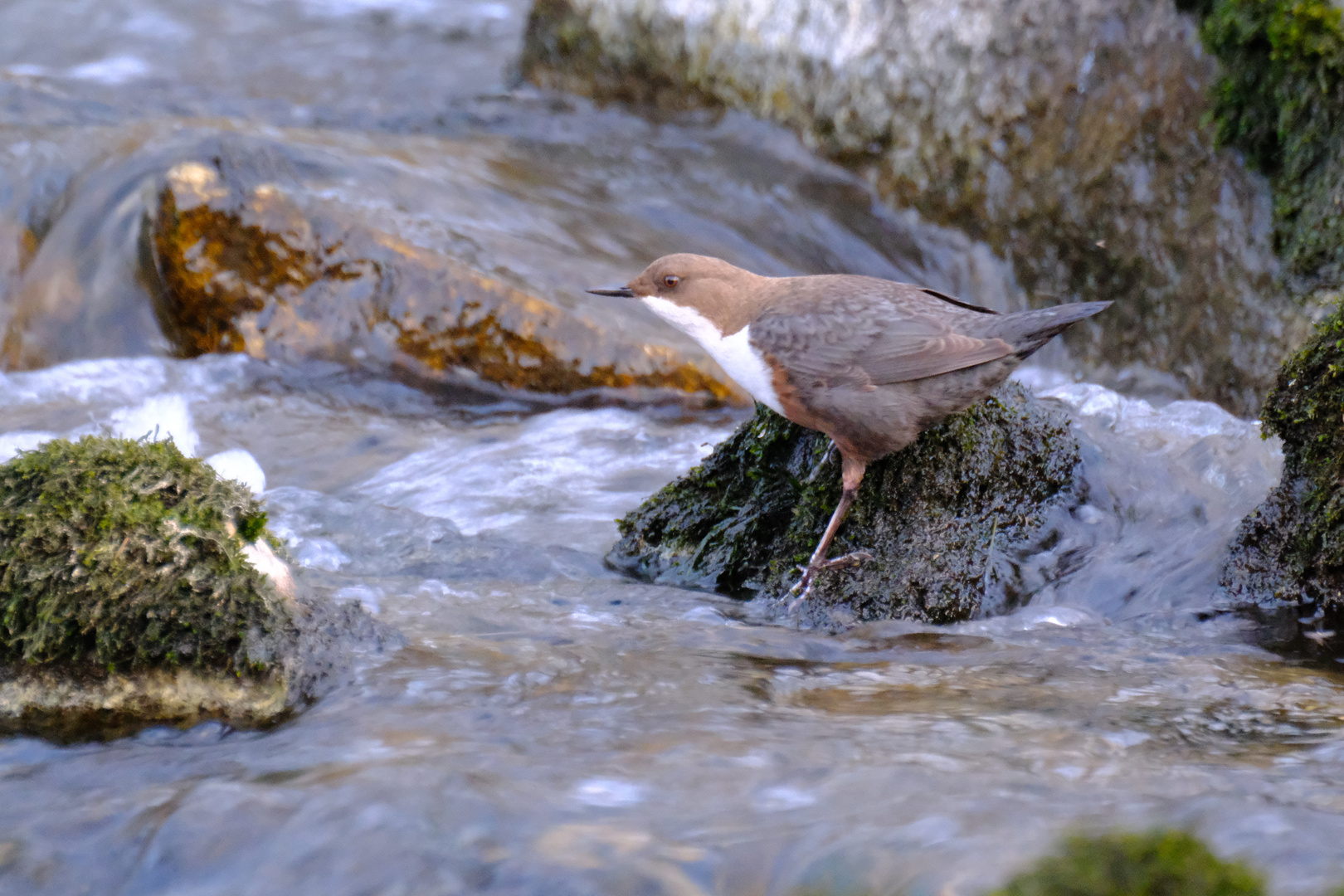 Wasseramsel