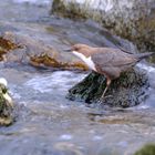 Wasseramsel