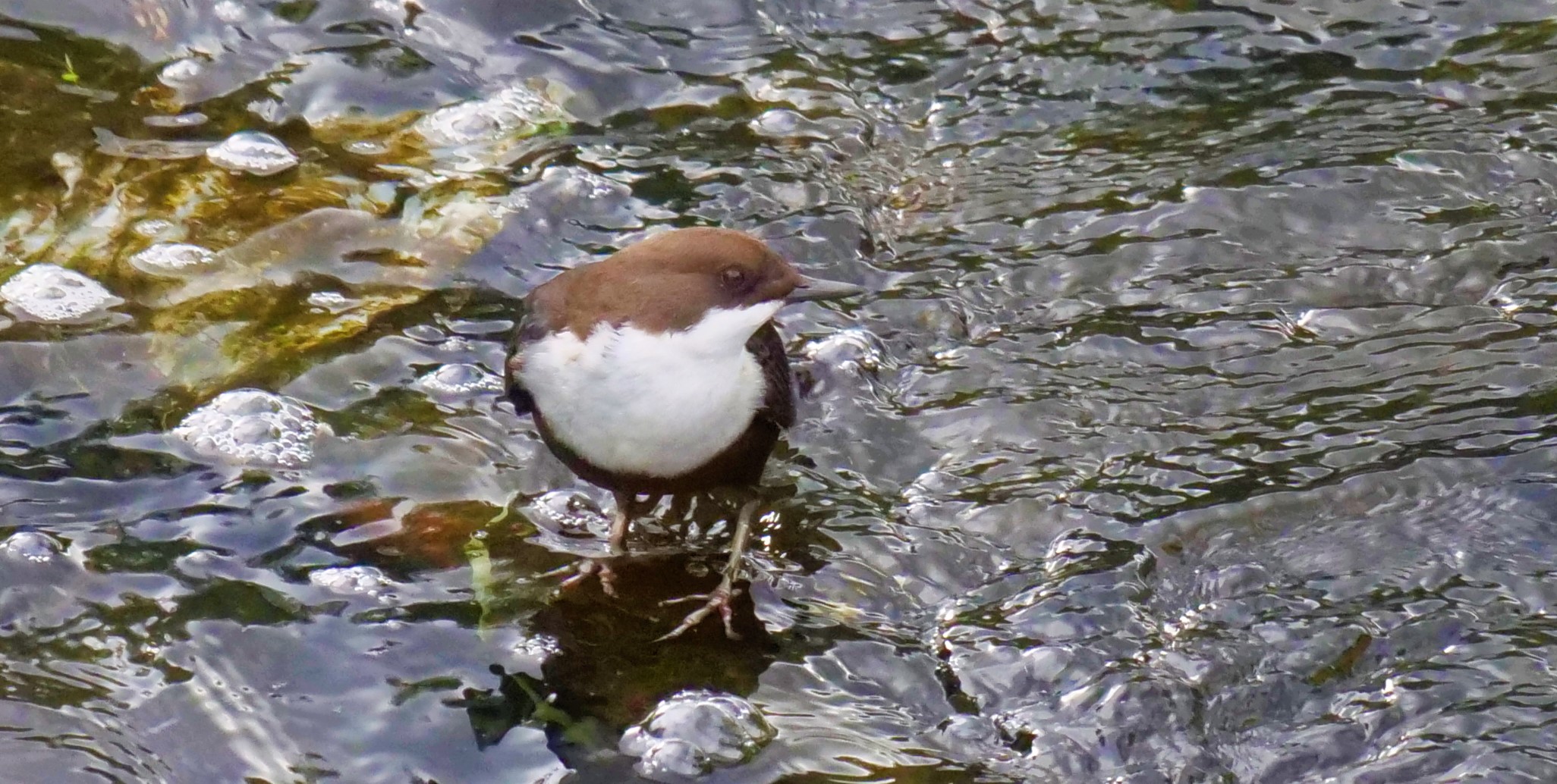 Wasseramsel