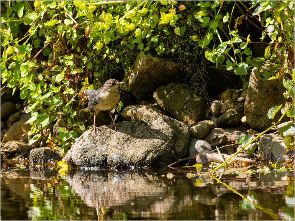 Wasseramsel