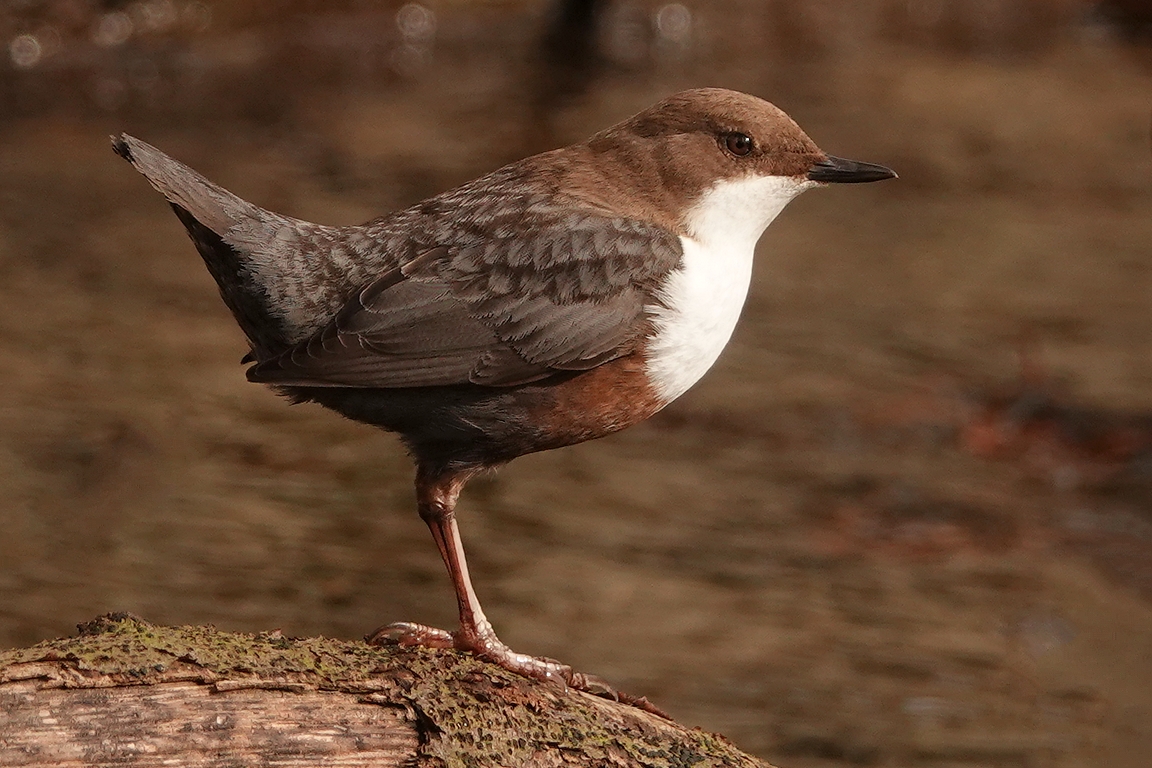 Wasseramsel