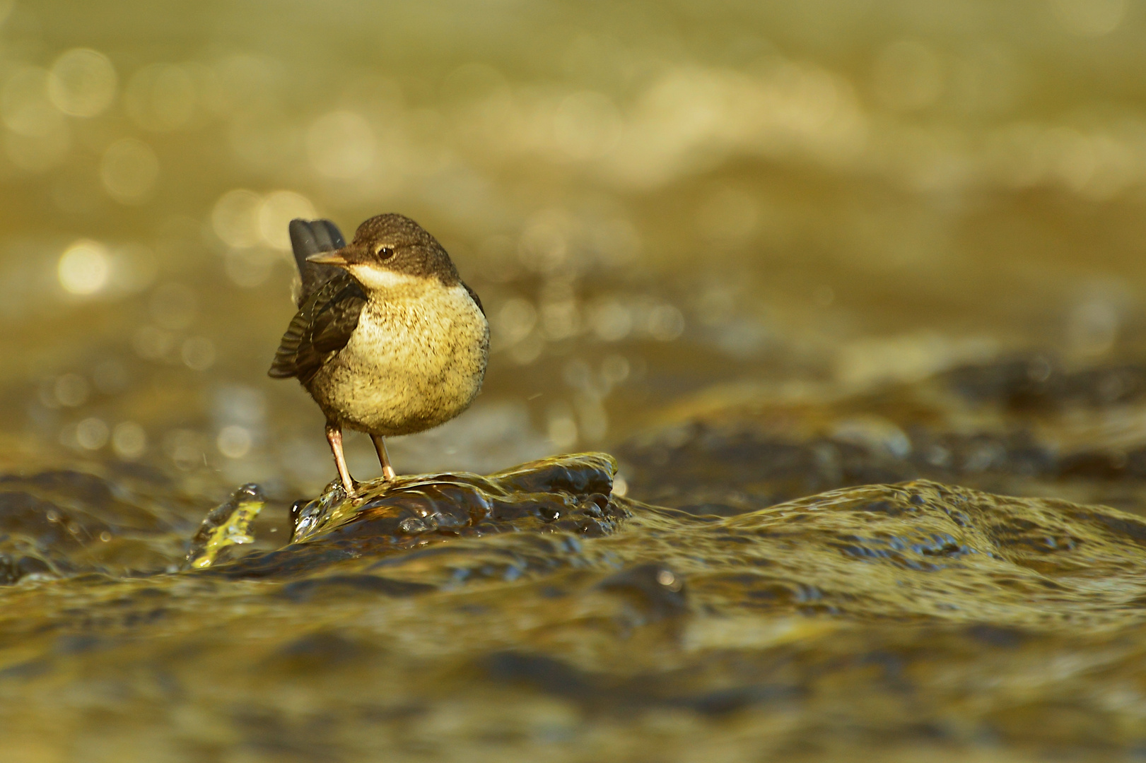 Wasseramsel