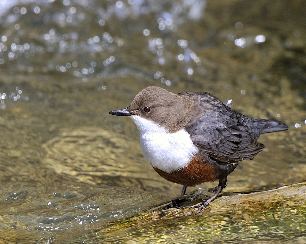 Wasseramsel