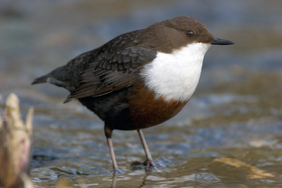 Wasseramsel